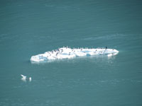 akcruise 162birds-on-ice.jpg